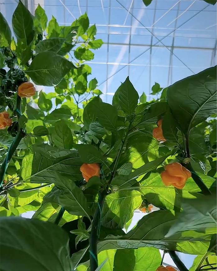 Birne & Habanero Hot Sauce "Pears For Tears" – Bild 3